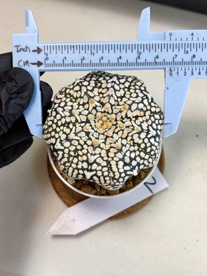 Astrophytum V-Type (at4) (y2) | Ship from Nevada