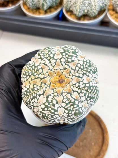 Astrophytum V-Type (at4) (r3) | Ship from Nevada