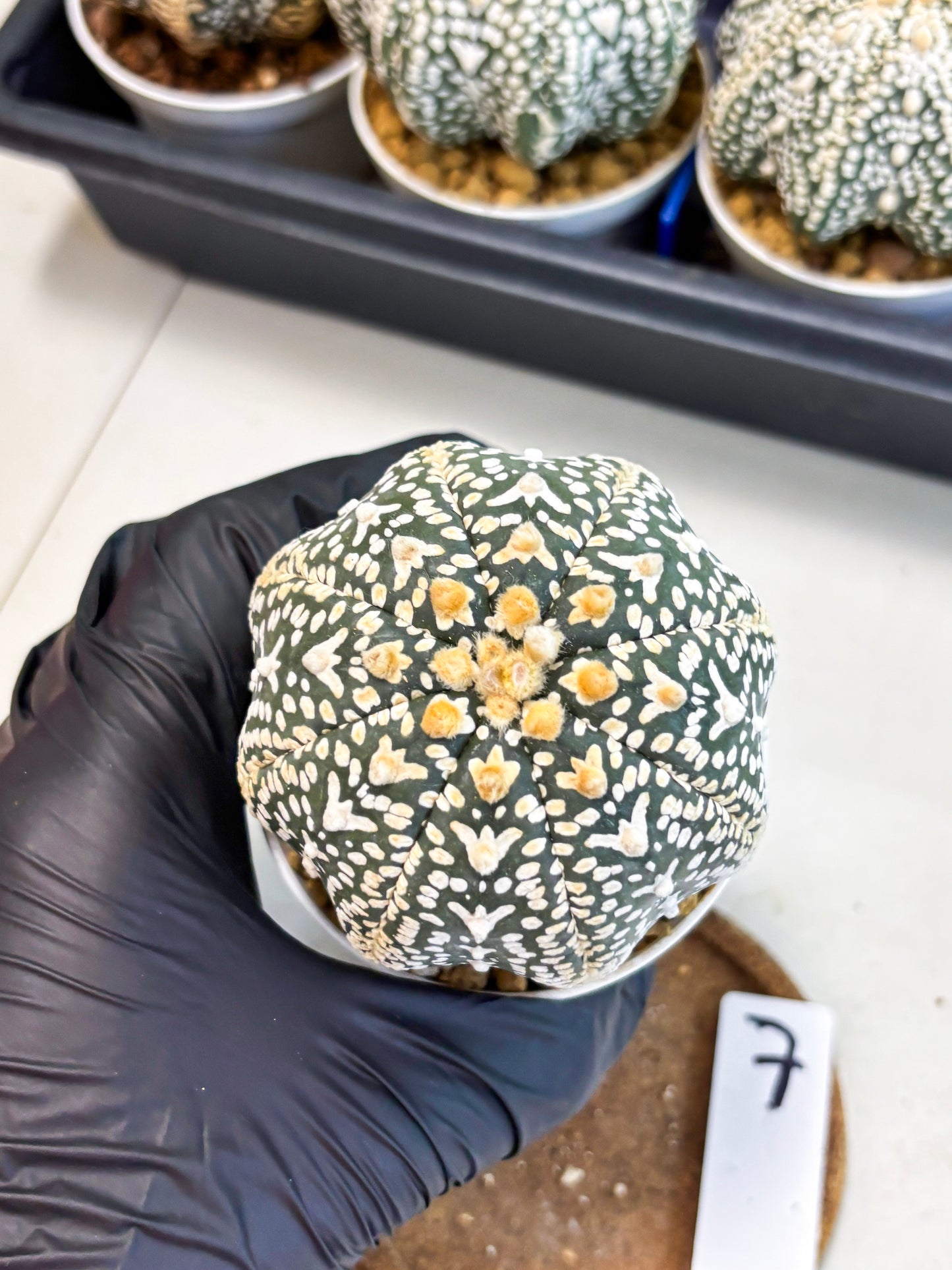 Astrophytum V-Type (at4) (y7) | Ship from Nevada