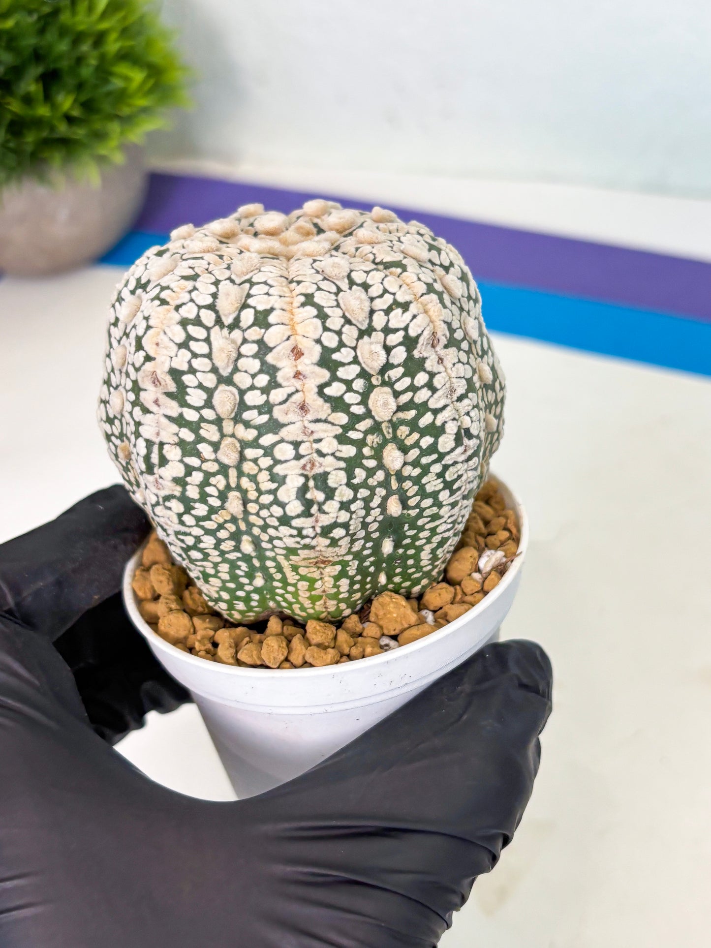 Astrophytum V-Type (at4) (r1) | Ship from Nevada