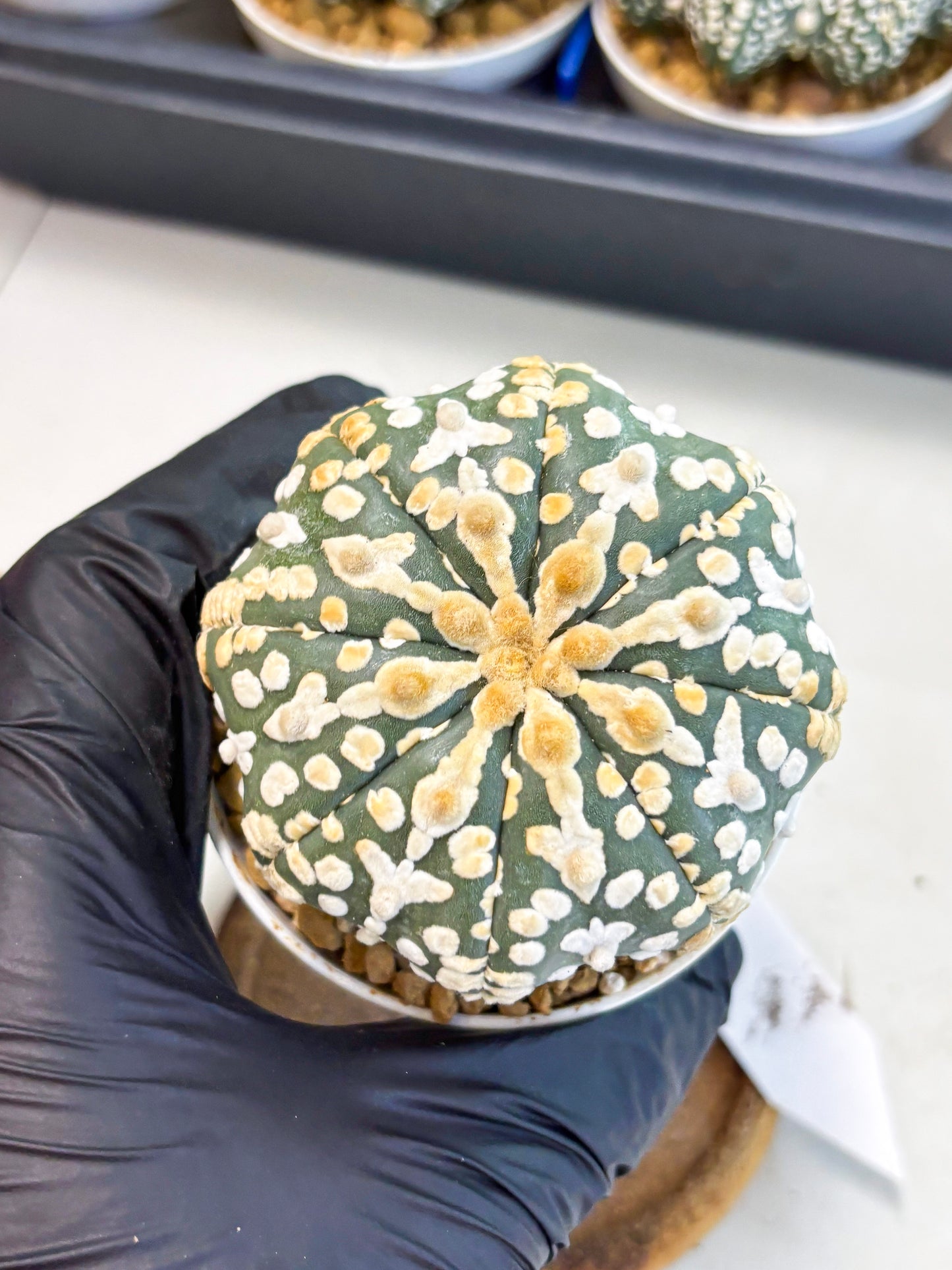 Astrophytum V-Type (at4) (y1) | Ship from Nevada