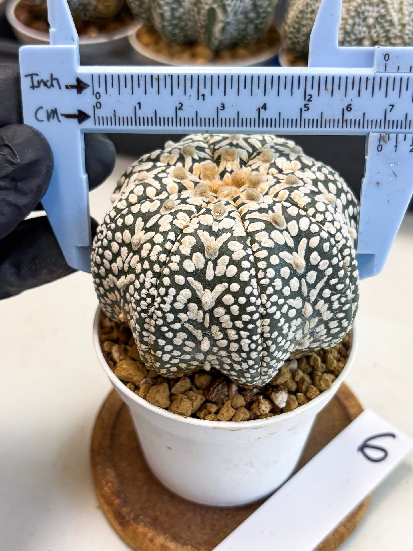 Astrophytum V-Type (at4) (y6) | Ship from Nevada