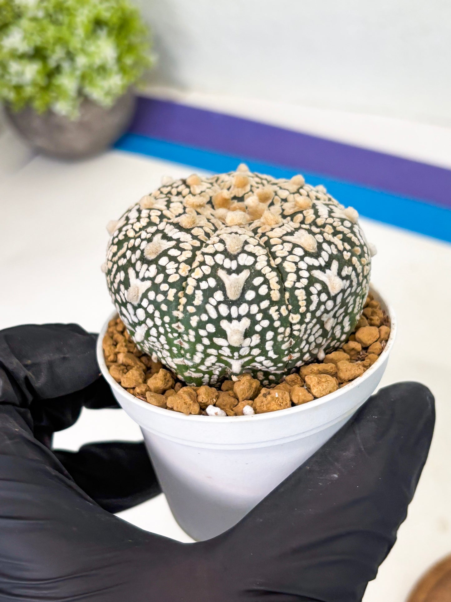 Astrophytum V-Type (at1) (p3) | Imported Cactus