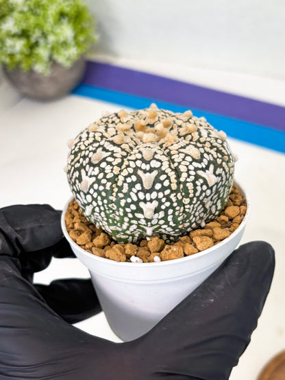 Astrophytum V-Type (at1) (p3) | Imported Cactus