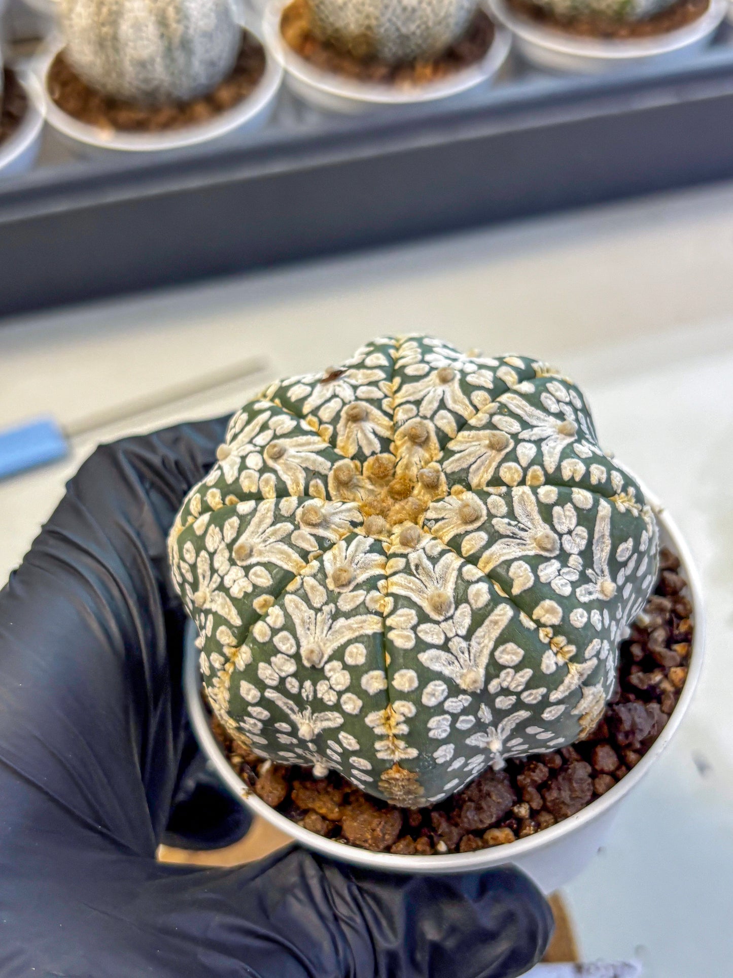 Astrophytum V Type (at5) (01) |  Sea urchin cactus