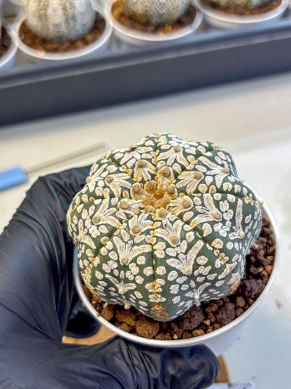 Astrophytum V Type (at5) (01) |  Sea urchin cactus