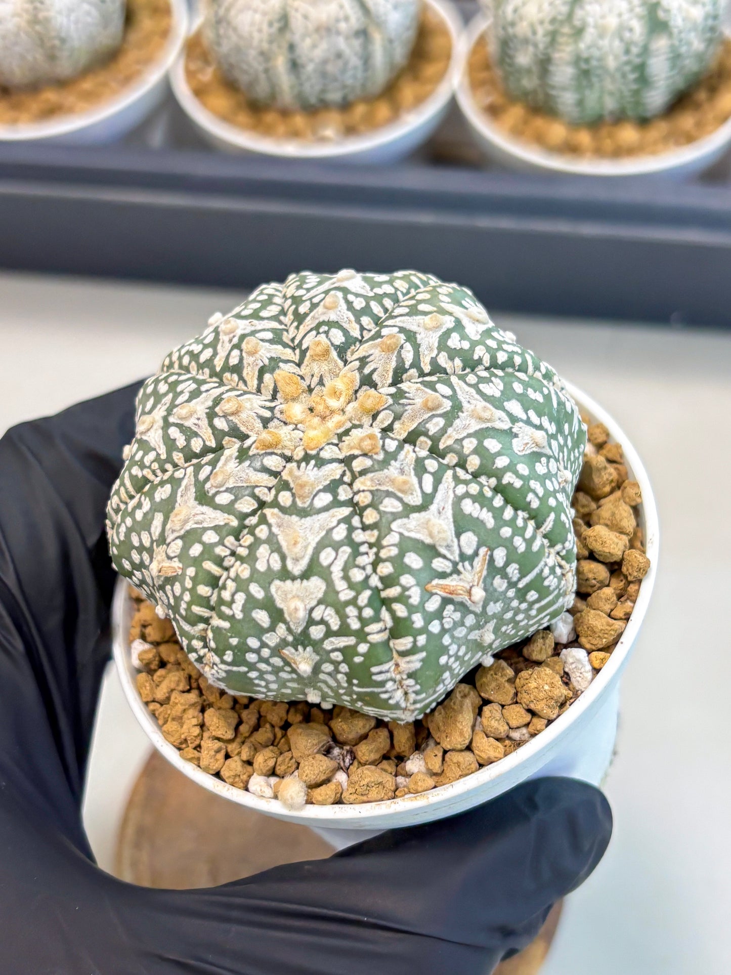 Astrophytum V-Type (at5) (p1) | Rare imported Plant