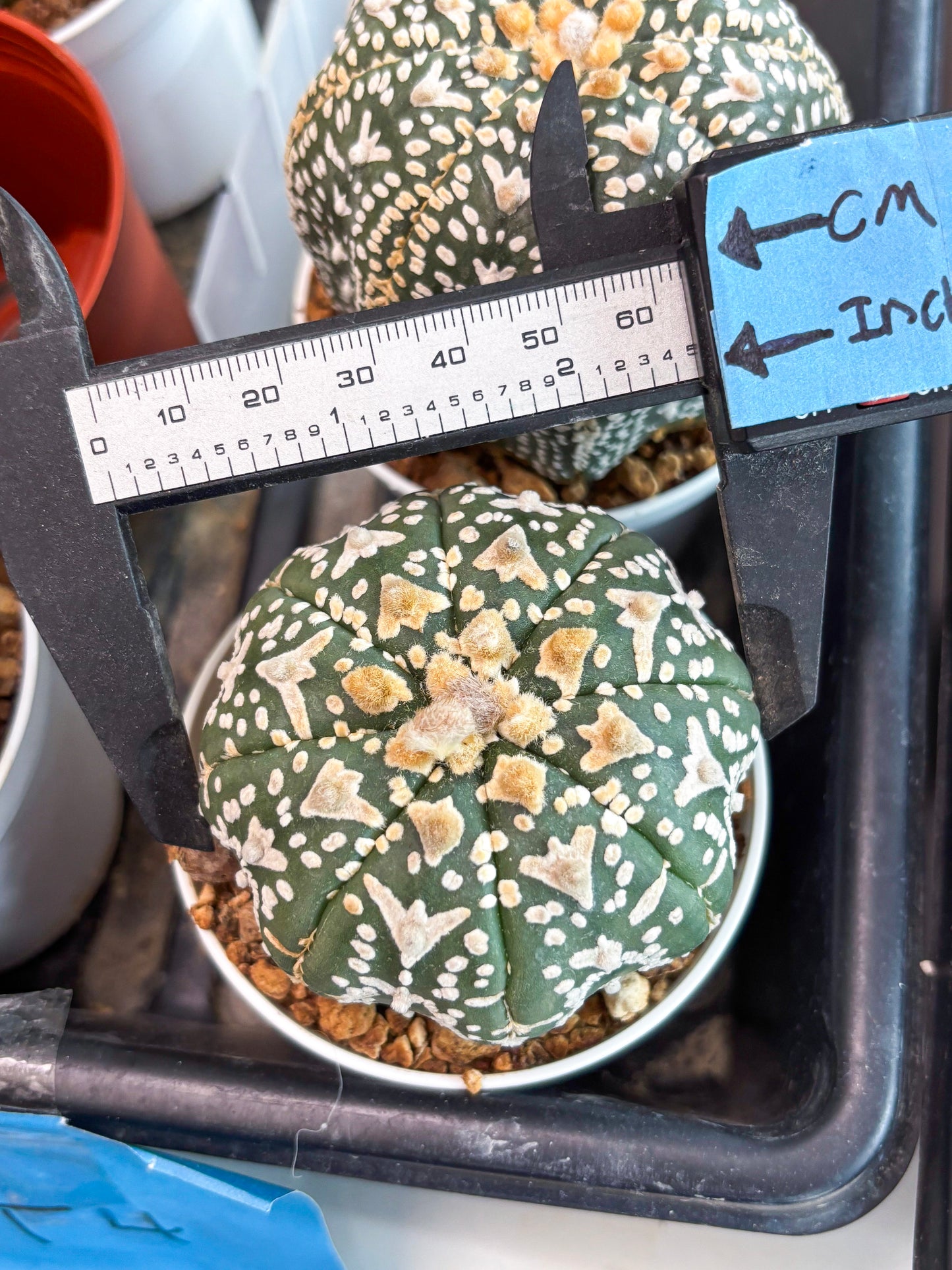 Astrophytum Super Kabuto V Type (T4) (b1) | Las Vegas Seller