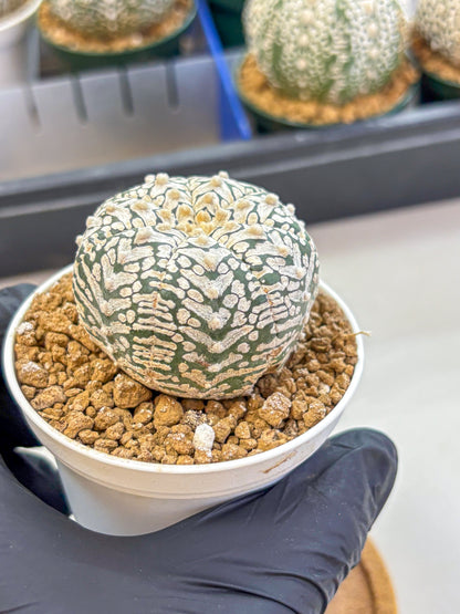 Astrophytum V Type (at2) (01) | Live Plant | Rare Collection