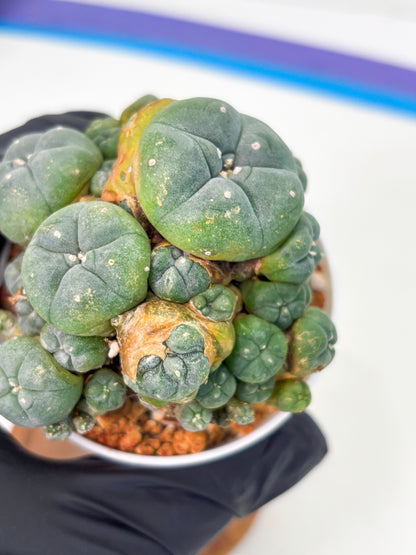 Spineless Cactus (Lo1) (p1) | For Advanced Growers