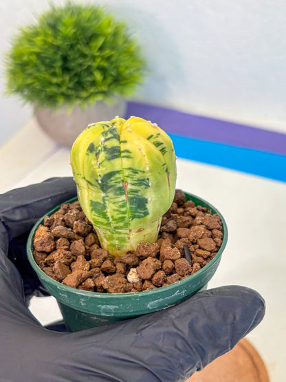 Astrophytum Variegated (at9) (01) | Rare Plant | Live Cactus
