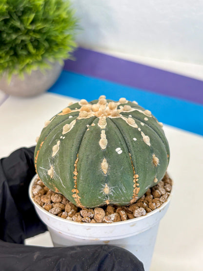 Astrophytum V Type Nudum (at9) (10) | Live Cactus