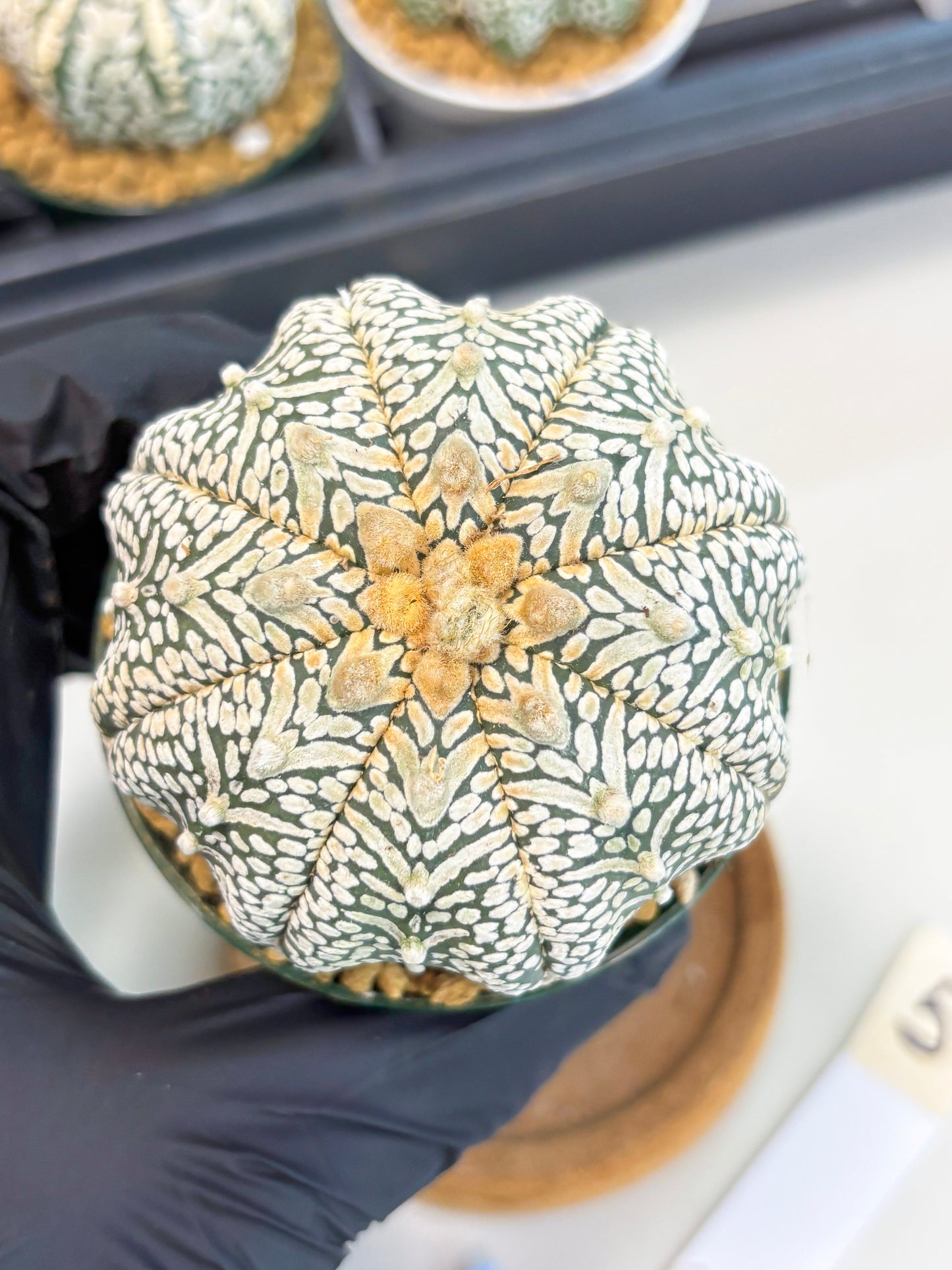 Astrophytum Star Shape (at2) (b5) | Japanese Import