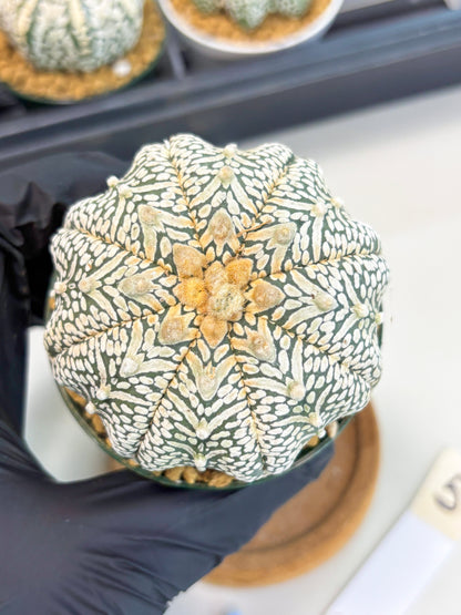 Astrophytum Star Shape (at2) (b5) | Japanese Import