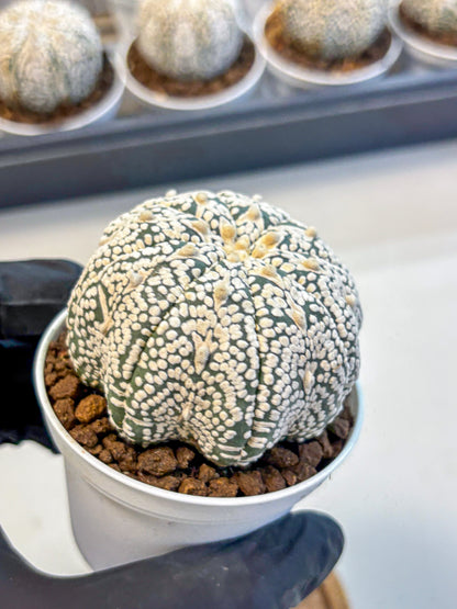 Astrophytum V Type (at5) (10) |  Sea urchin cactus