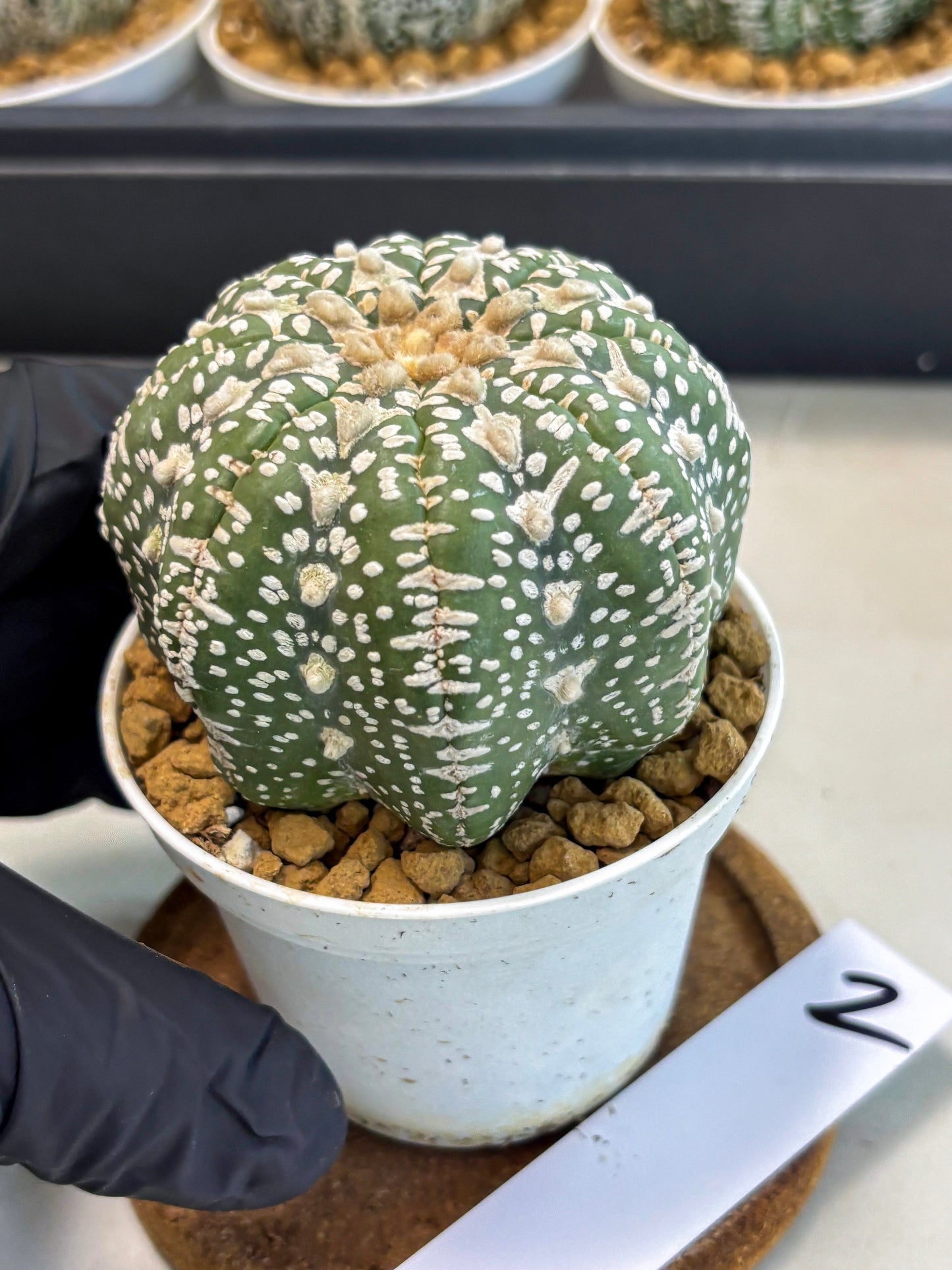 Astrophytum V-Type (at5) (y2) | Rare imported Plant