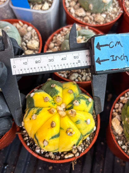 Astrophytum Variegated (T5) (o4) | Nevada Plant Seller | 3" Pot