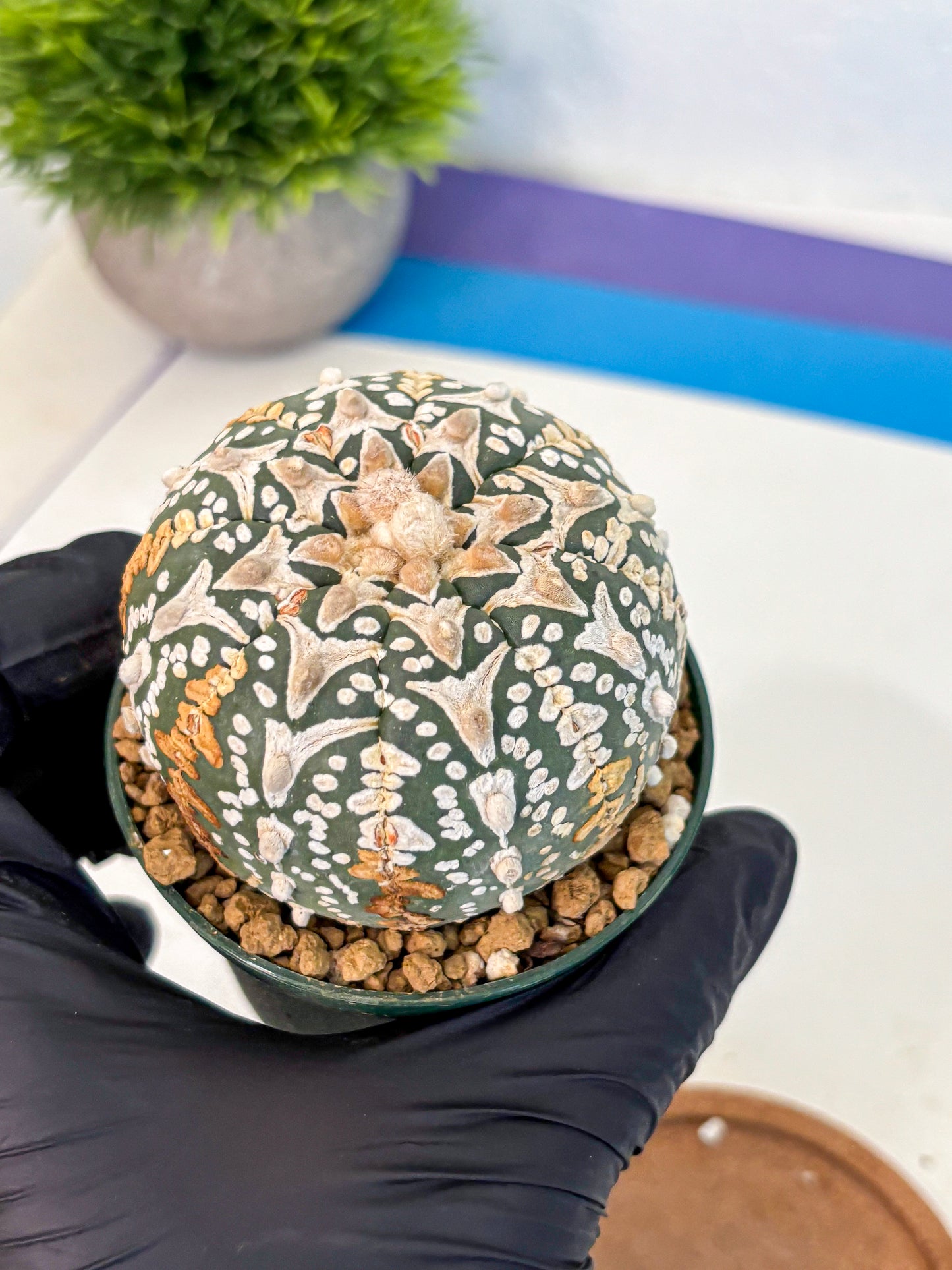 Astrophytum V Type (at2) (10) | Live Plant | Rare Collection