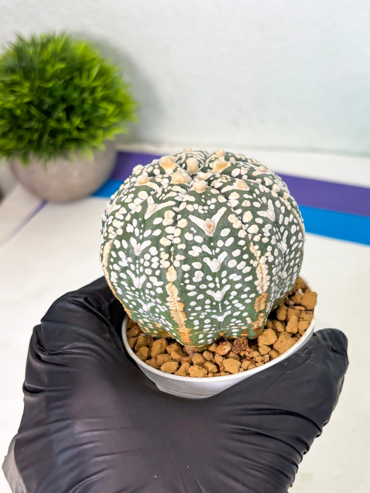 Astrophytum V-Type (at4) (y3) | Ship from Nevada