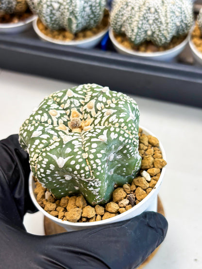 Astrophytum Star Shape (at4) (g3) | Imported Plant