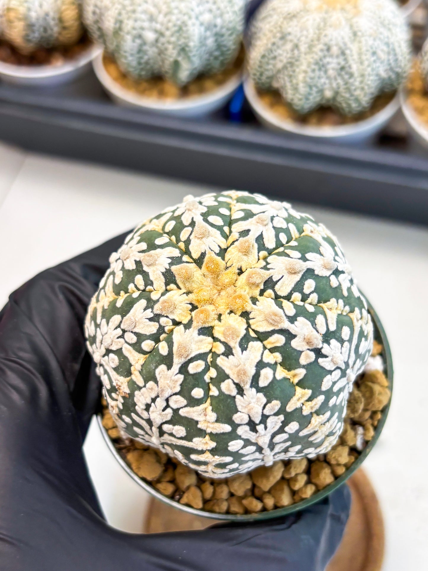Astrophytum V-Type (at4) (r5) | Ship from Nevada
