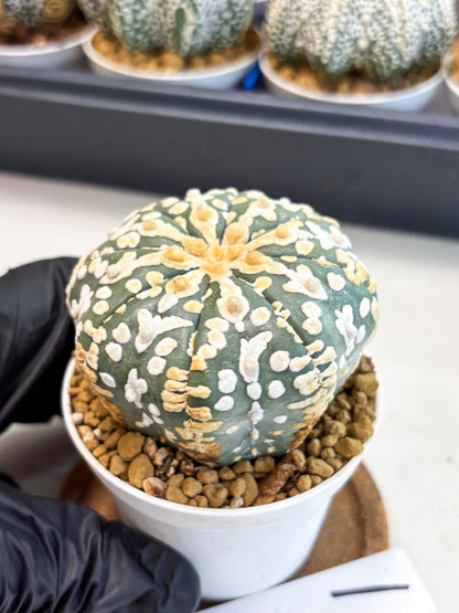 Astrophytum V-Type (at4) (y1) | Ship from Nevada