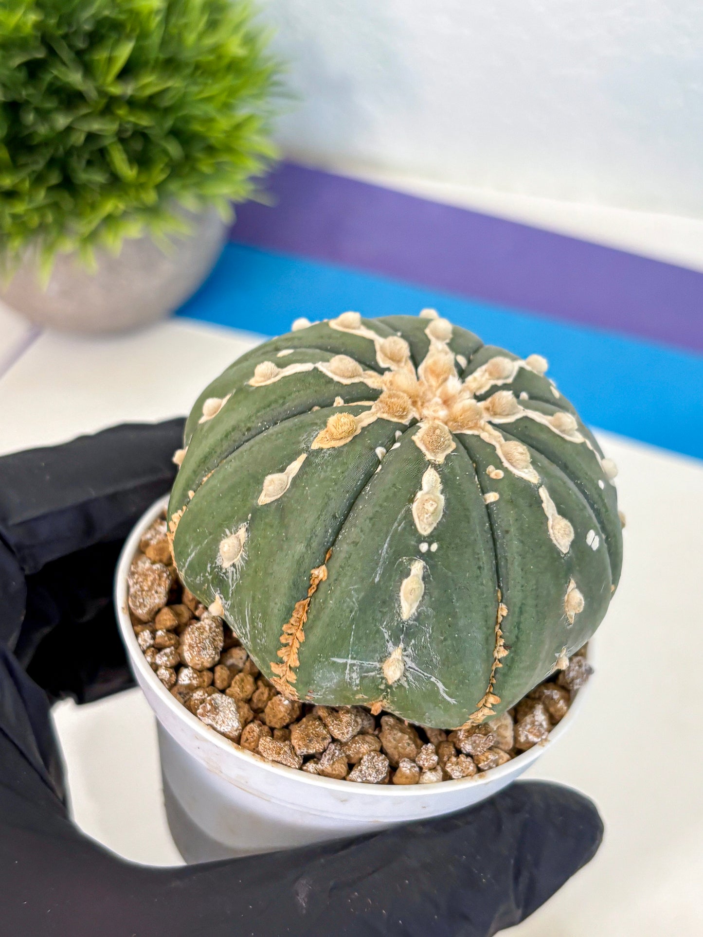 Astrophytum V Type Nudum (at9) (10) | Live Cactus