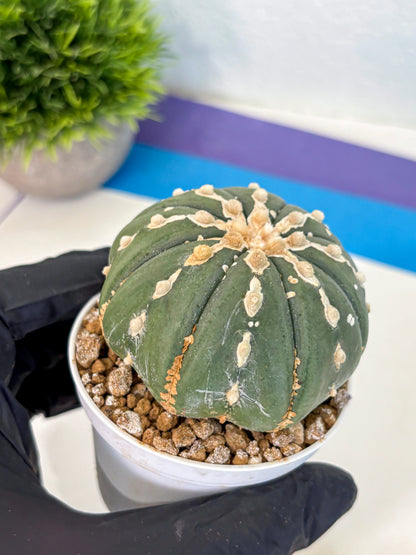 Astrophytum V Type Nudum (at9) (10) | Live Cactus