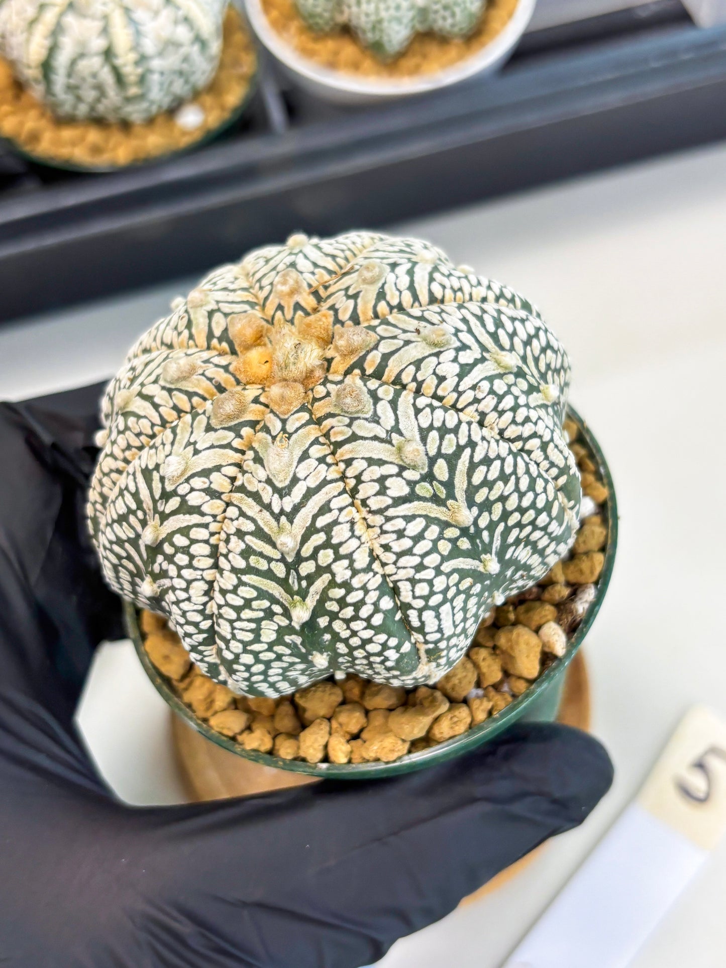 Astrophytum Star Shape (at2) (b5) | Japanese Import