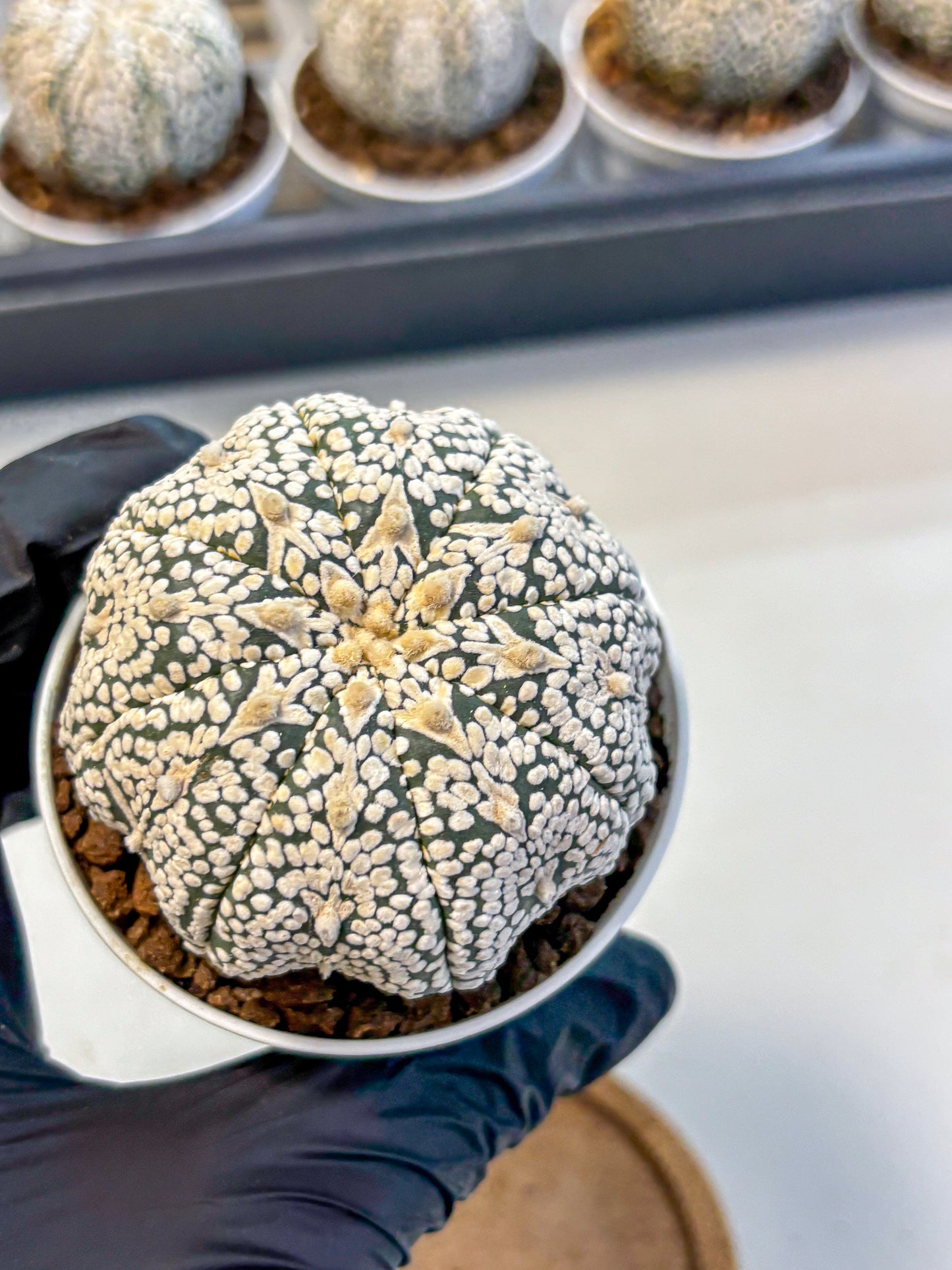 Astrophytum V Type (at5) (10) |  Sea urchin cactus