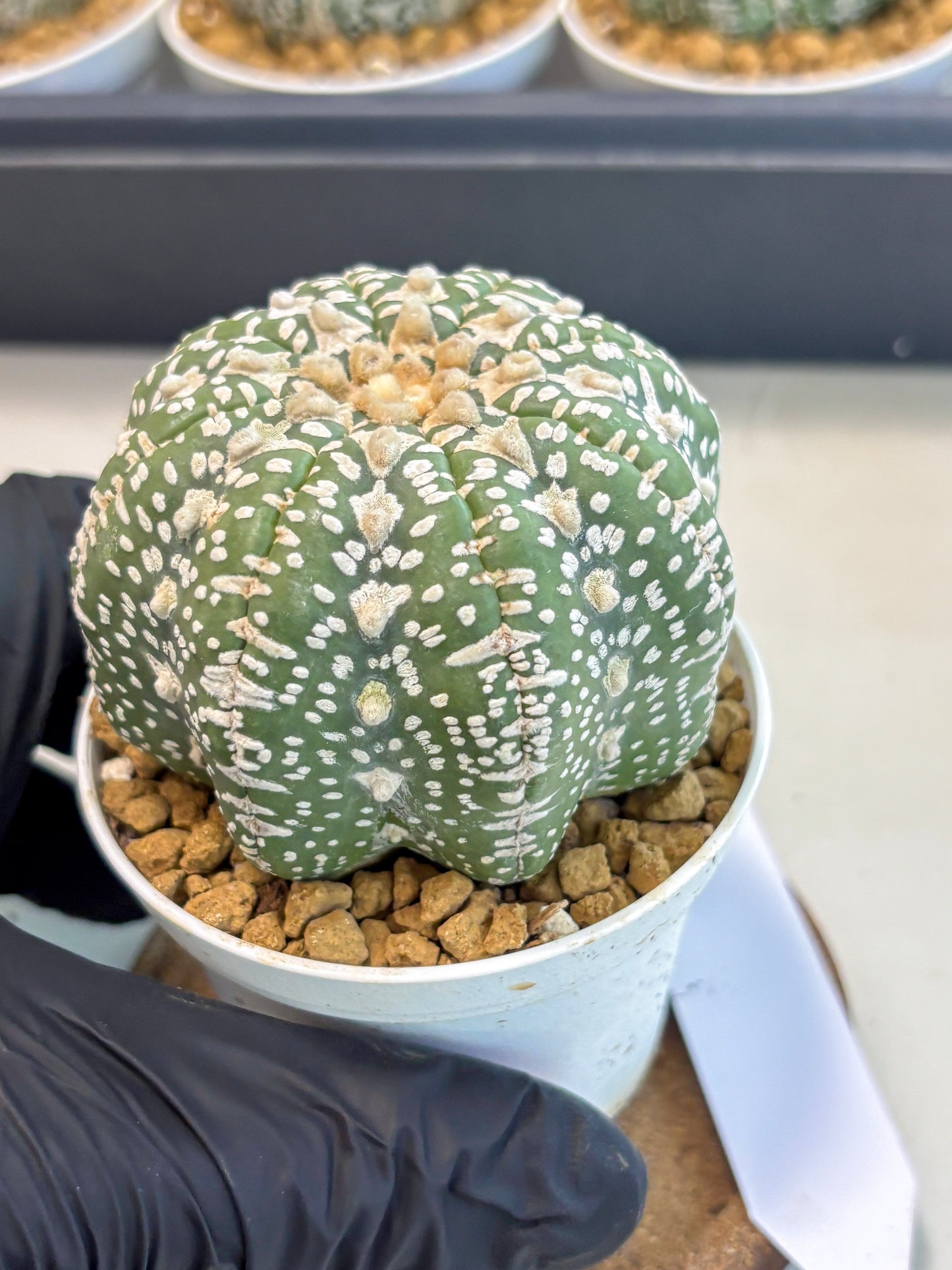 Astrophytum V-Type (at5) (y2) | Rare imported Plant