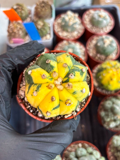 Astrophytum Variegated (T5) (o4) | Nevada Plant Seller | 3" Pot