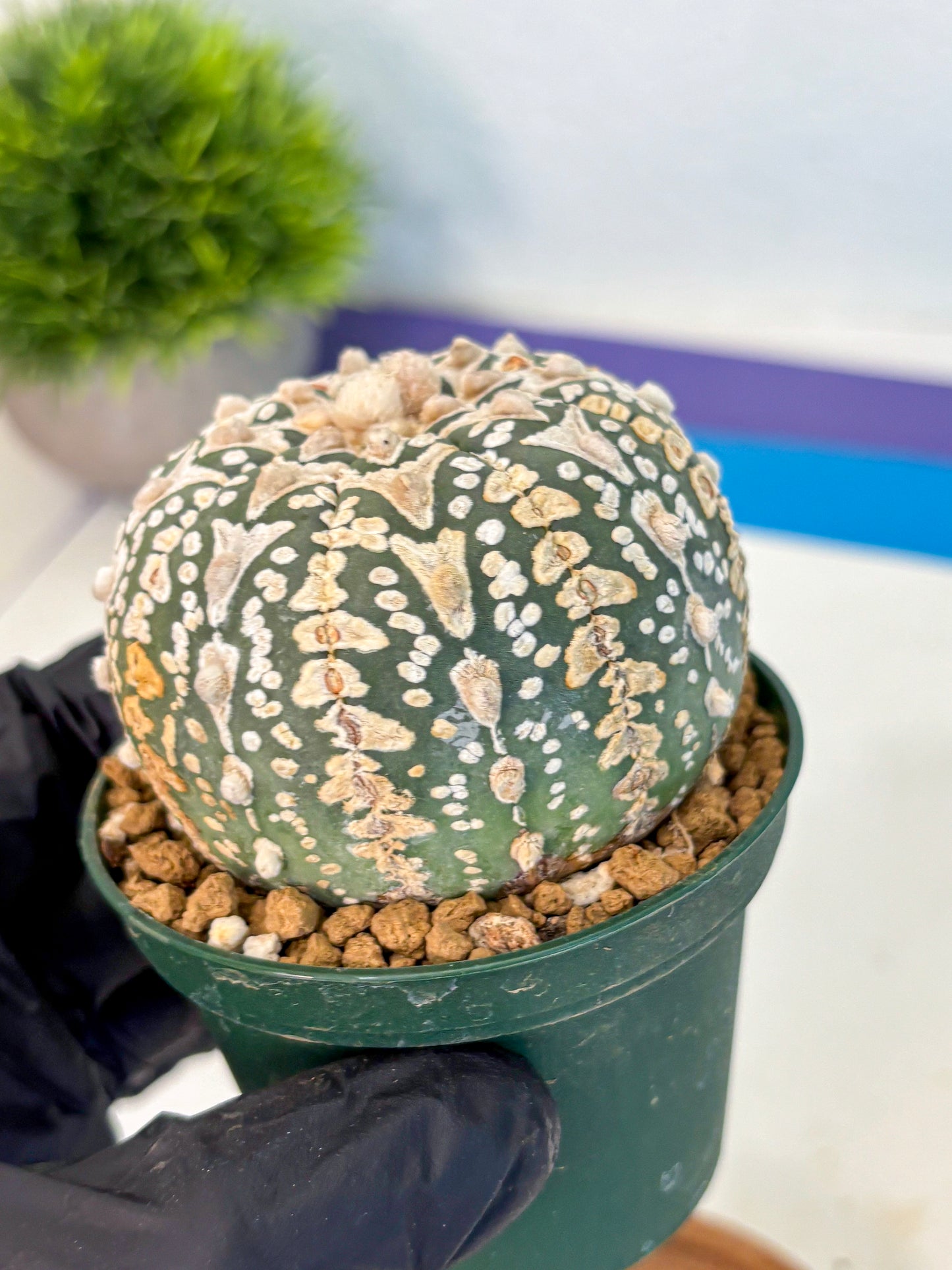 Astrophytum V Type (at2) (10) | Live Plant | Rare Collection