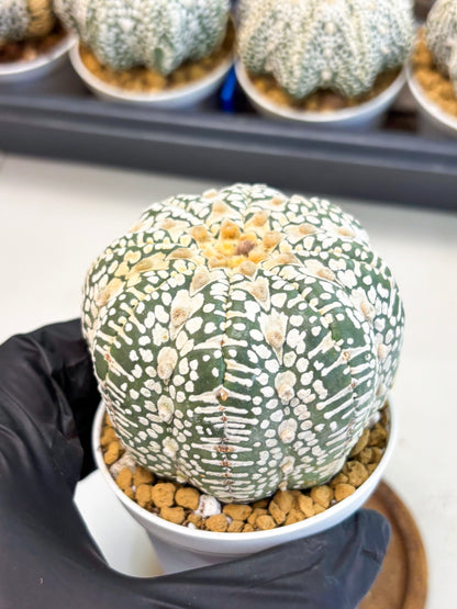 Astrophytum V-Type (at4) (r3) | Ship from Nevada