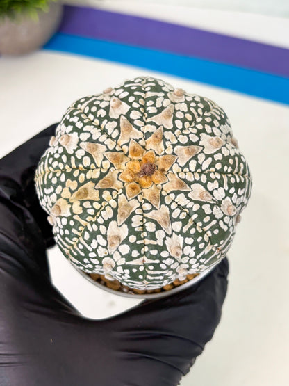 Astrophytum V-Type (at4) (r3) | Ship from Nevada