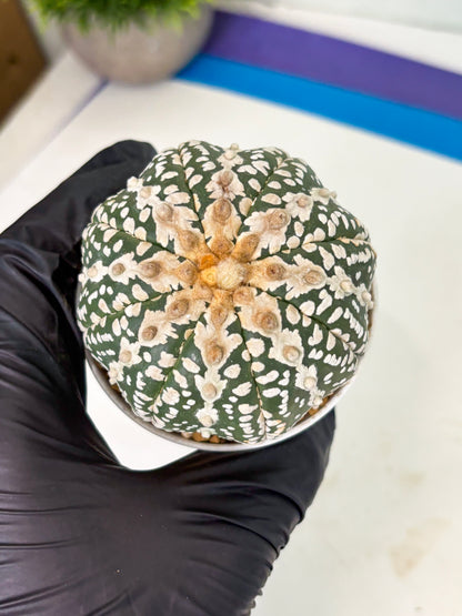 Astrophytum V-Type (at4) (y5) | Ship from Nevada