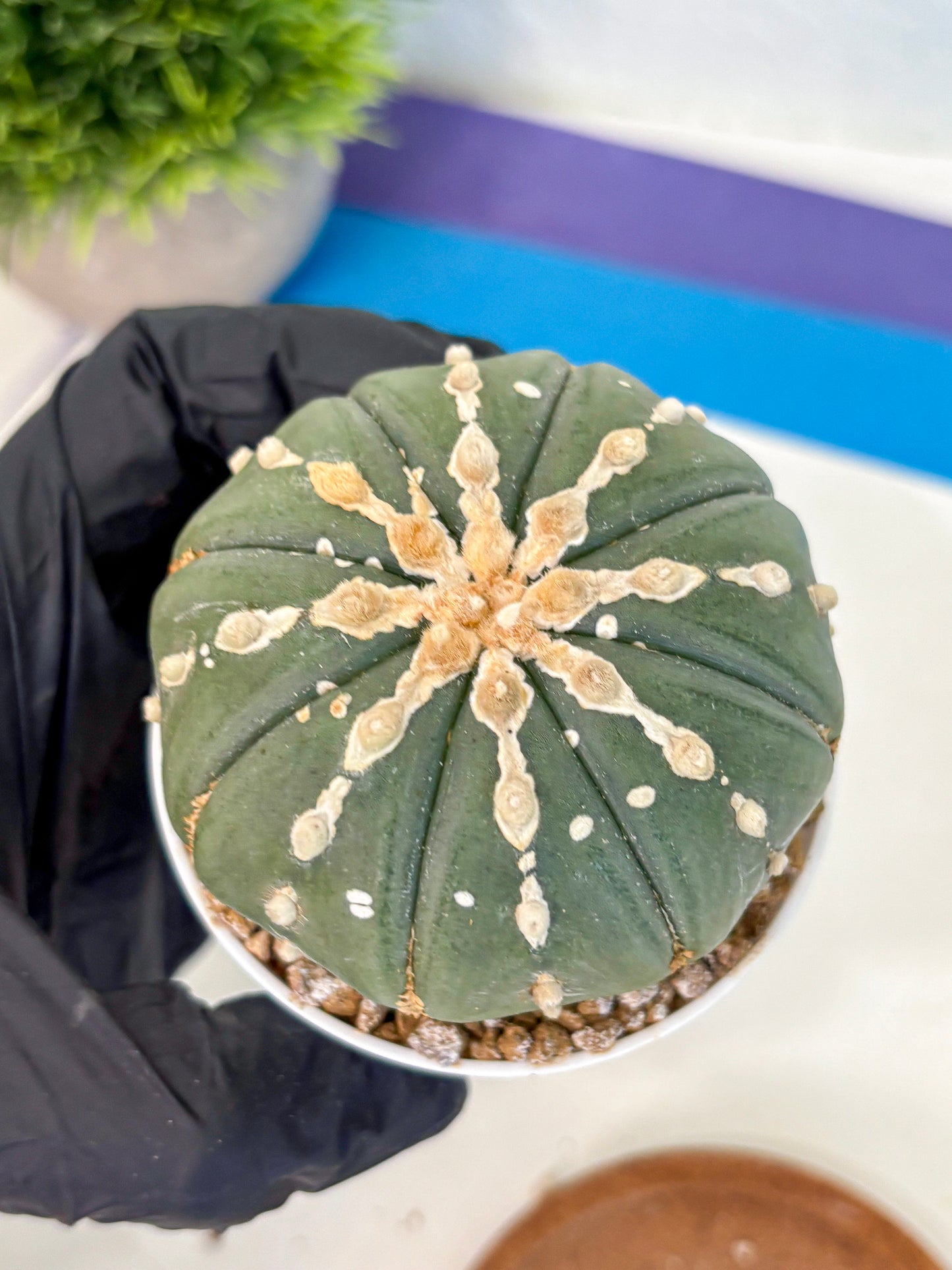 Astrophytum V Type Nudum (at9) (10) | Live Cactus