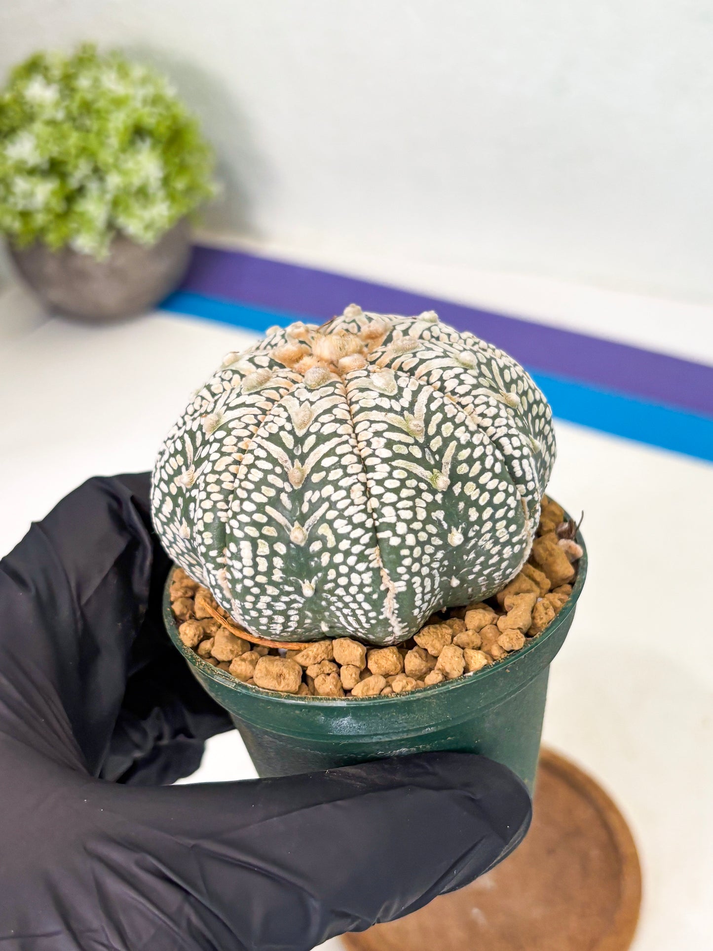 Astrophytum Star Shape (at2) (b5) | Japanese Import