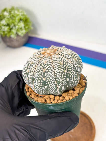 Astrophytum Star Shape (at2) (b5) | Japanese Import