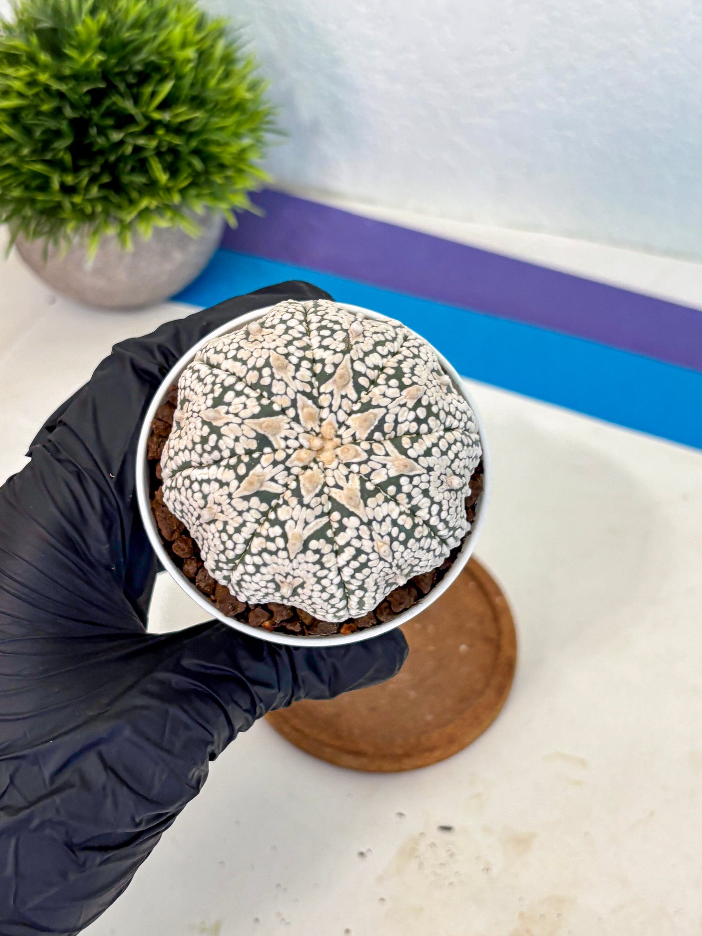 Astrophytum V Type (at5) (10) |  Sea urchin cactus
