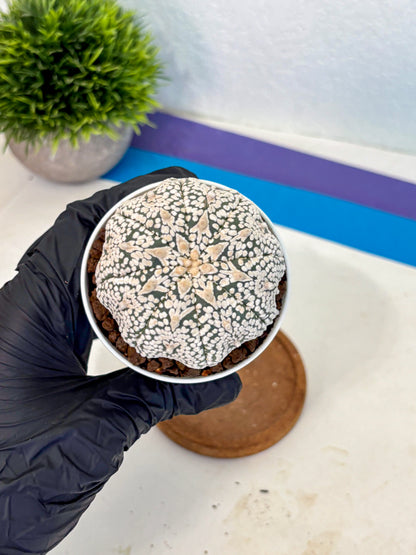 Astrophytum V Type (at5) (10) |  Sea urchin cactus