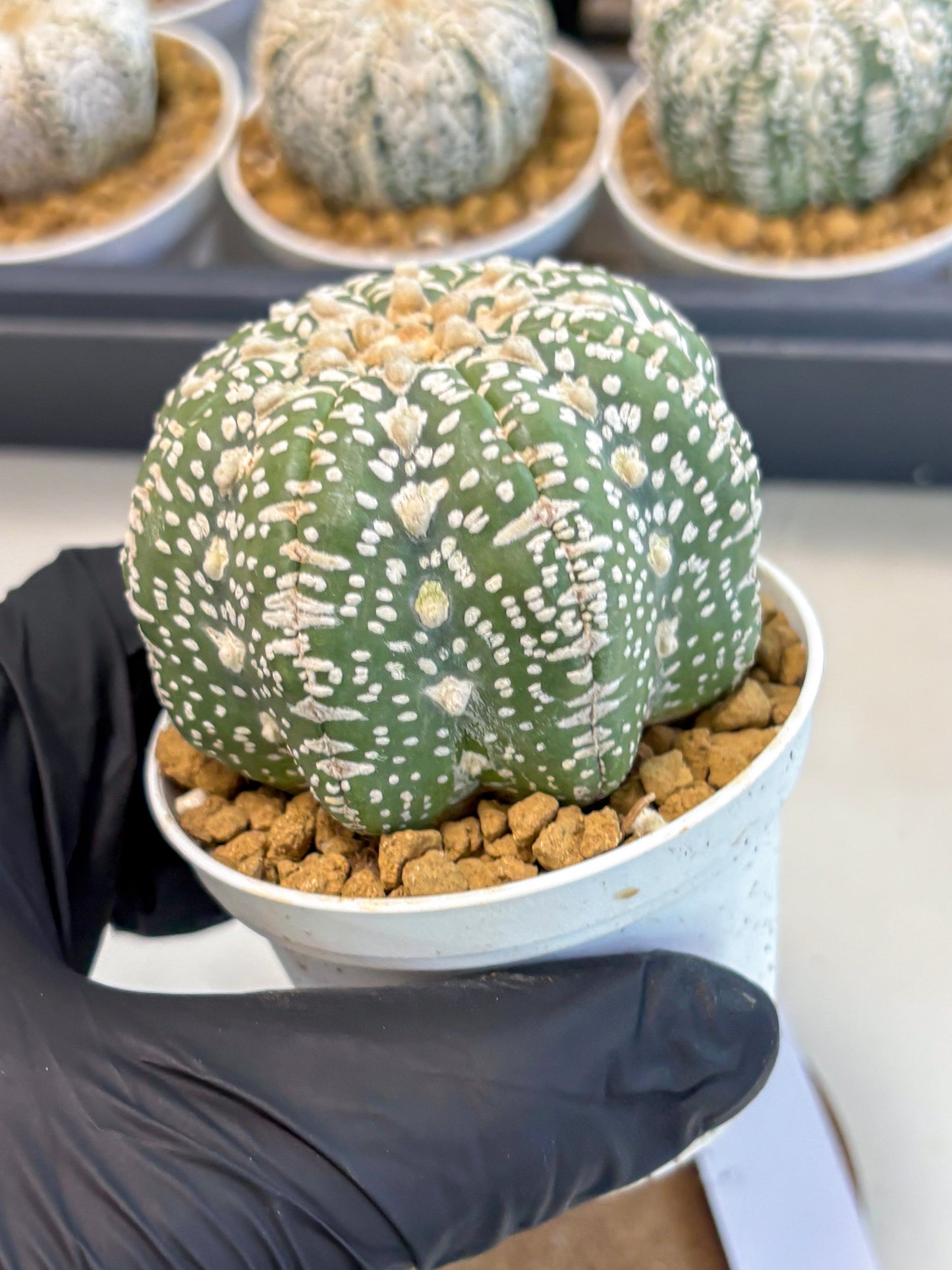 Astrophytum V-Type (at5) (y2) | Rare imported Plant