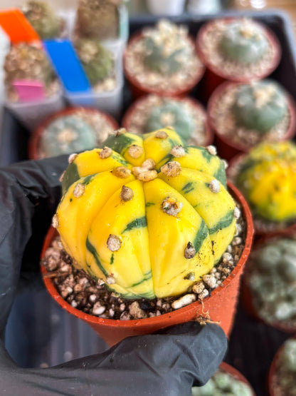 Astrophytum Variegated (T5) (o4) | Nevada Plant Seller | 3" Pot