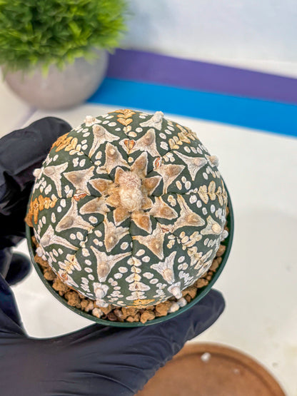 Astrophytum V Type (at2) (10) | Live Plant | Rare Collection