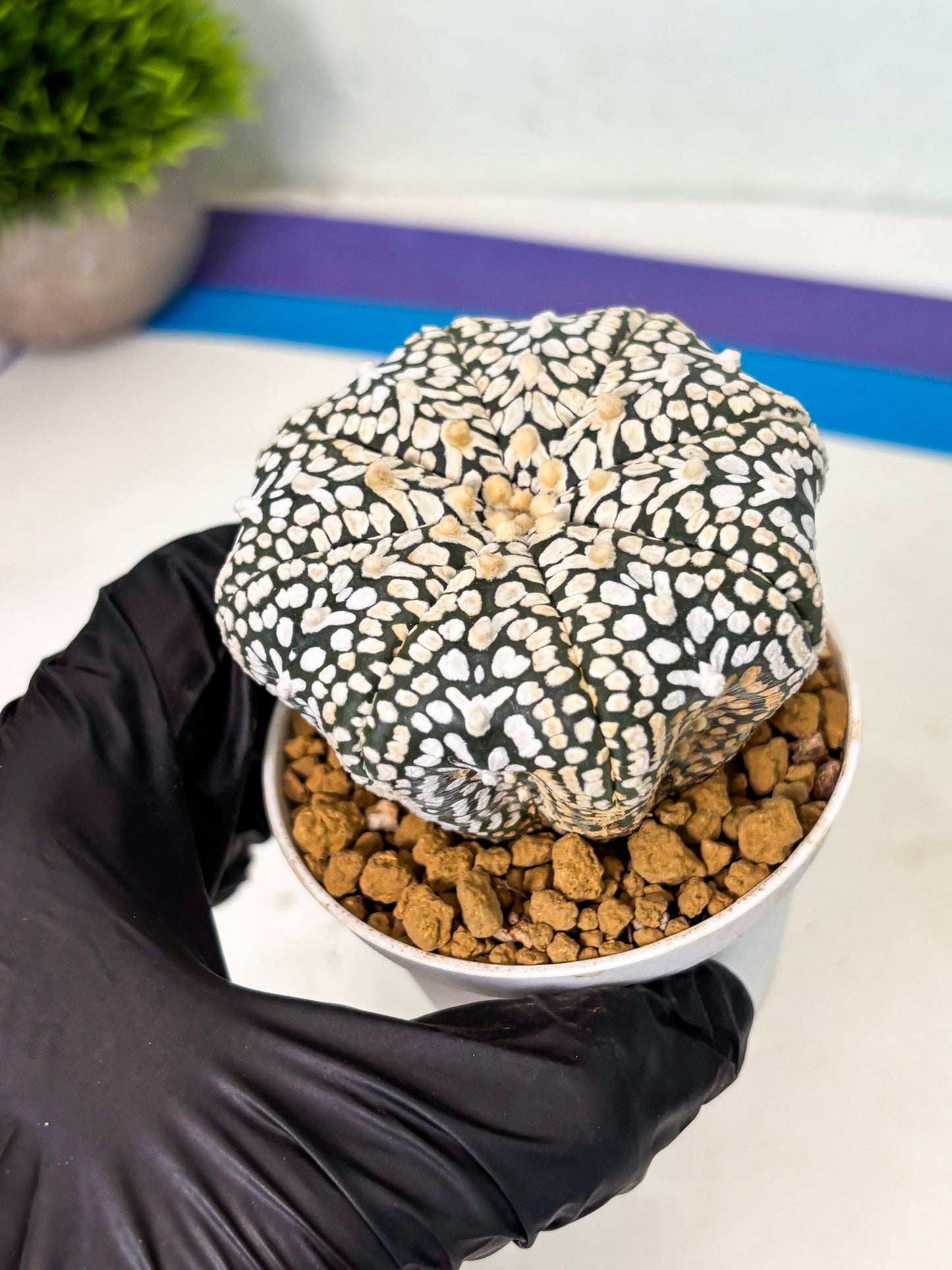 Astrophytum V-Type (at4) (y2) | Ship from Nevada