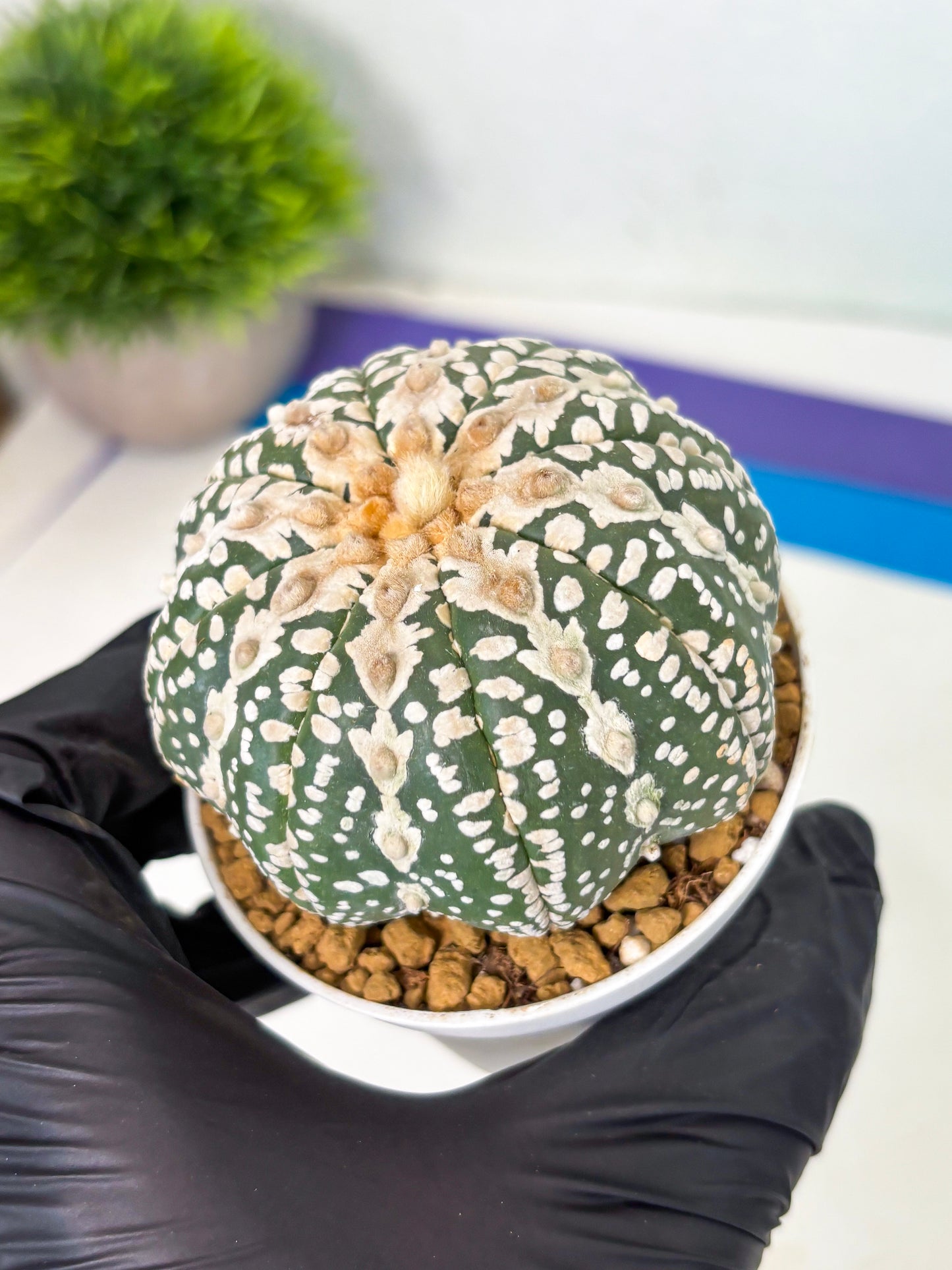 Astrophytum V-Type (at4) (y5) | Ship from Nevada