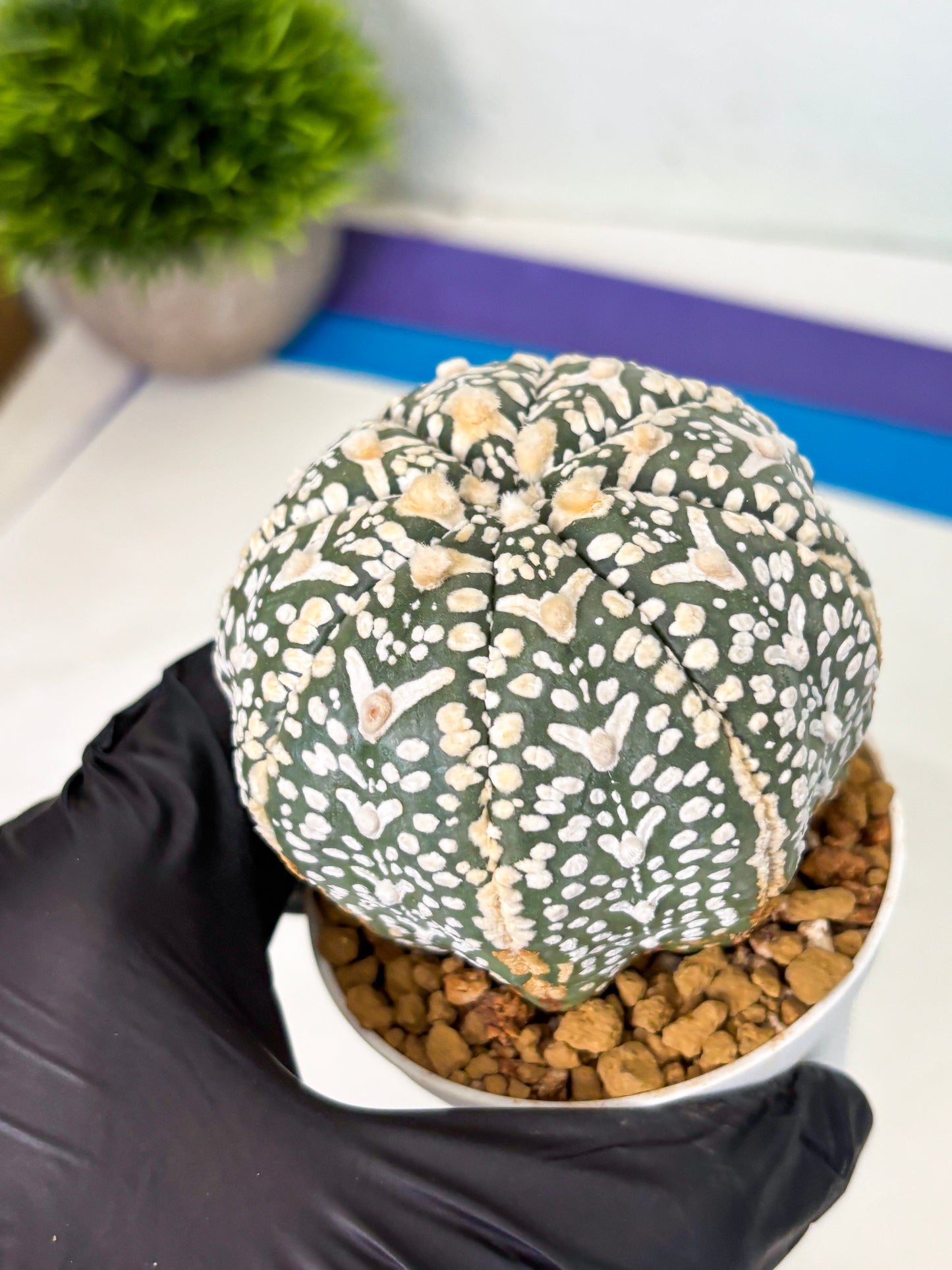 Astrophytum V-Type (at4) (y3) | Ship from Nevada
