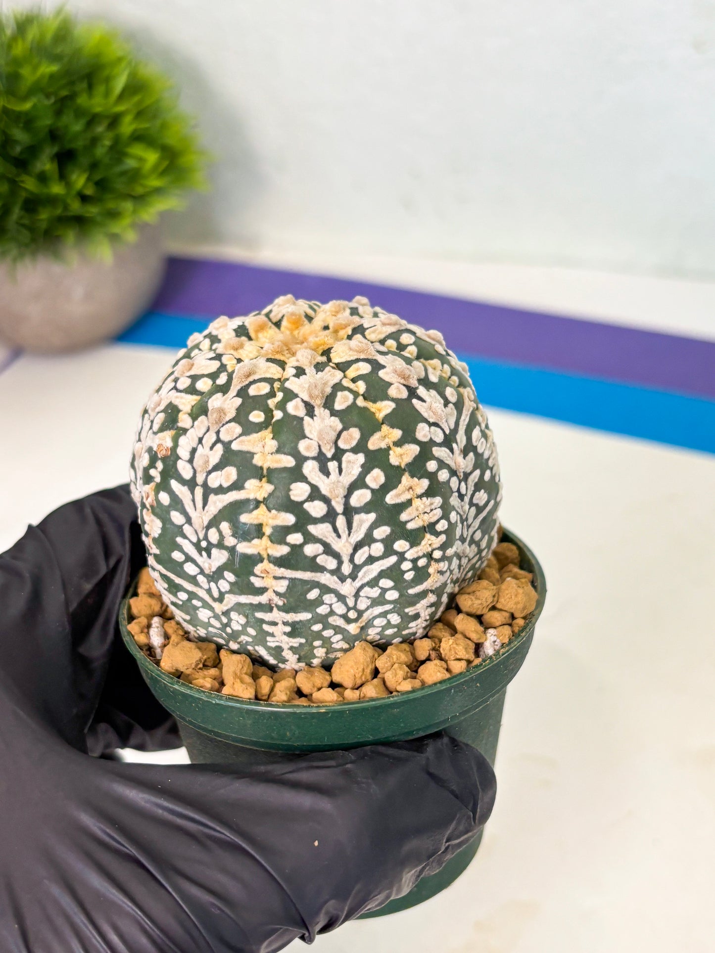 Astrophytum V-Type (at4) (r5) | Ship from Nevada