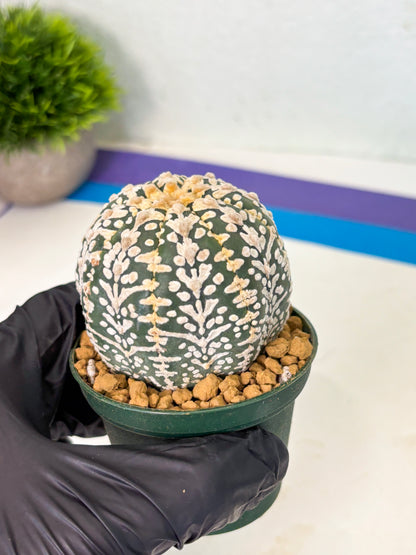 Astrophytum V-Type (at4) (r5) | Ship from Nevada