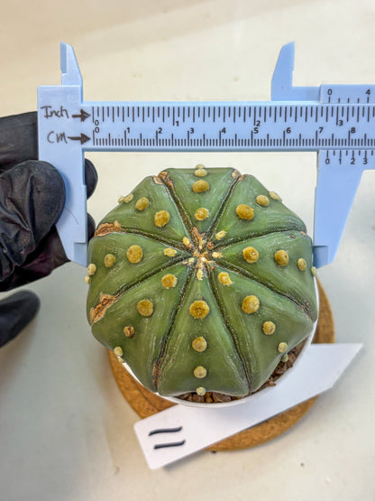 Astrophytum Nudum (at9) (11) | Live Cactus
